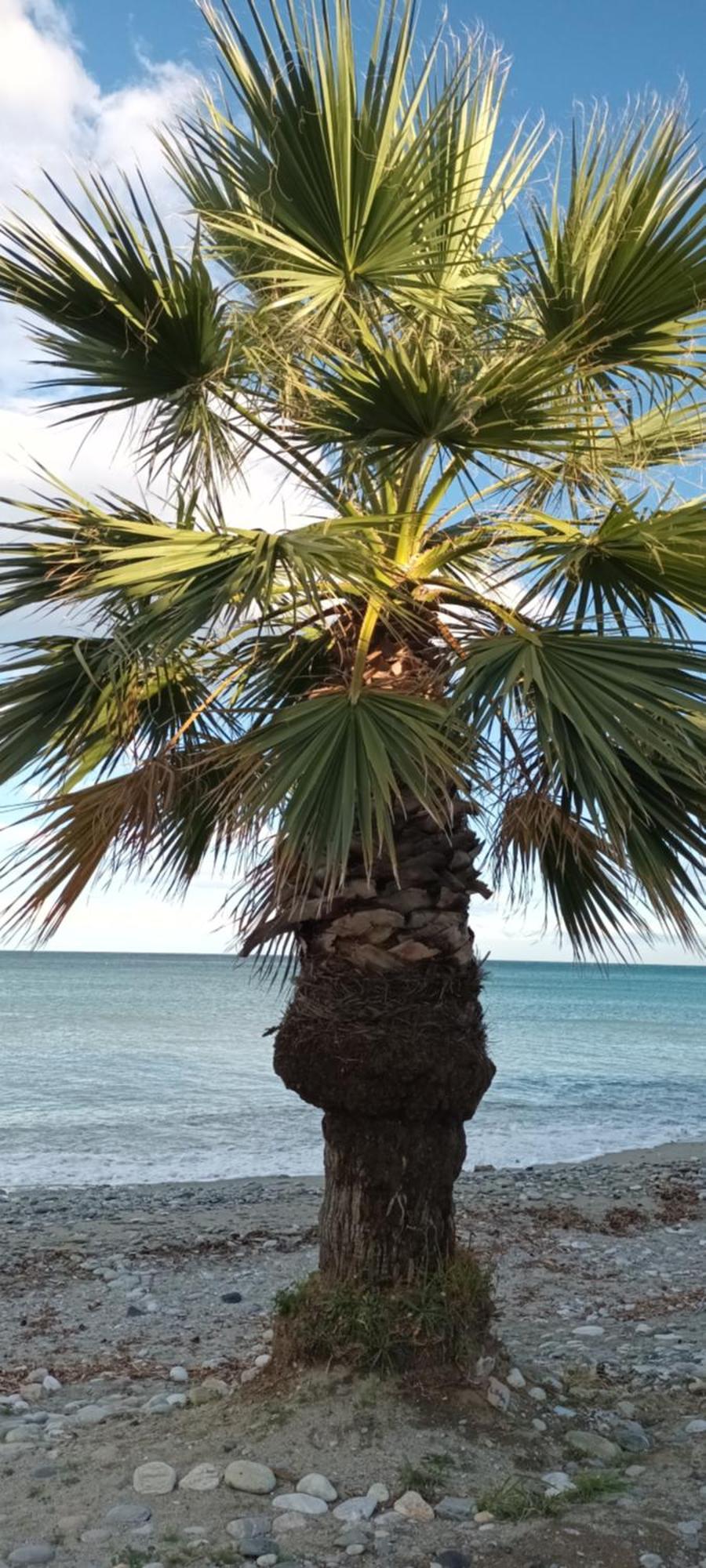 Mana Mia Seaside Apartments Leptokaria Zewnętrze zdjęcie
